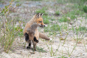 Red Fox Kit Exploring the Dunes - Photo by Lorraine Cosgrove