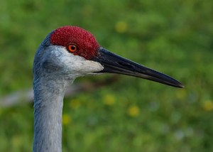 Class A 2nd: Red Headed Egret by William Latournes