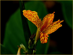 Red on Yellow - Photo by Alene Galin