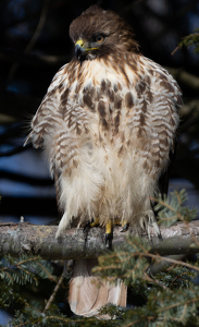 Class B HM: Red Tail Hawk watching the field by Kevin Hulse