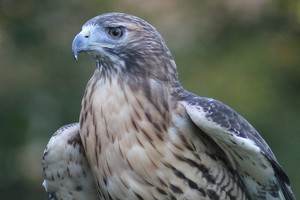 Class B HM: Red Tail Hawk by James Haney