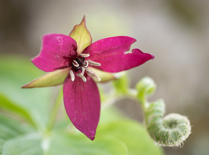 red trillium erectuc - Photo by John Parisi