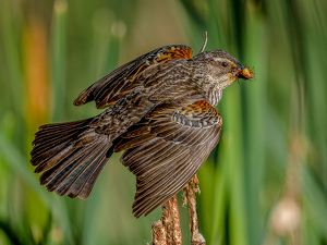 Salon 2nd: Red wing black bird with snack by Frank Zaremba, MNEC