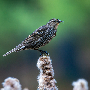 Red-Winged Black Bird posing - Photo by Bill Payne