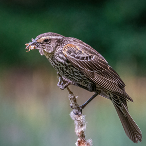 Red-Winged Blackbird dining - Photo by Bill Payne