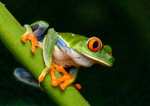 Class B 2nd: Red-eyed Tree Frog by Alison Wilcox