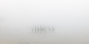 Reeds in the Water - Photo by Nancy Schumann