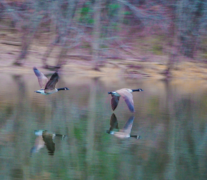 Reflective Flyers - Photo by Marylou Lavoie