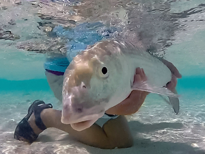 Releasing Giant Bonefish - Photo by Eric Wolfe