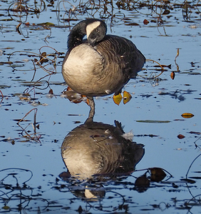 Resting Reflection - Photo by Quyen Phan