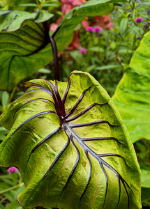 Reynolds Gardens - Photo by Quannah Leonard