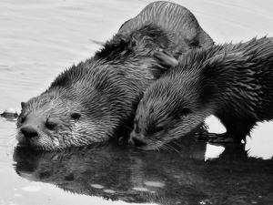 River Otters on ice - Photo by Gary Gianini