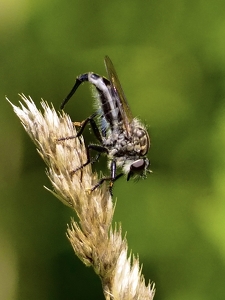 Robber fly on a dry grass stalk - Photo by Quyen Phan