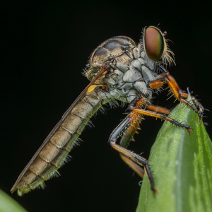 Class A 1st: Robber Fly by Chris Wilcox