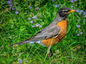 Robin - hunting for food - Photo by Frank Zaremba MNEC