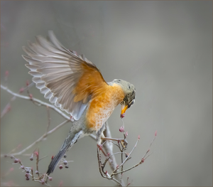 Robin Grabbing Choke Cherry Berry - Photo by Danielle D'Ermo