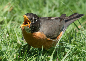 Class A 2nd: Robin With a Worm by Lorraine Cosgrove