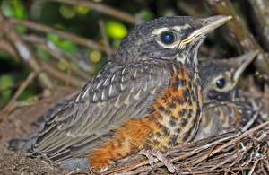 Robin - Photo by Bill Latournes