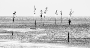 Rock Harbor Clam Trees - Photo by Jeff Levesque