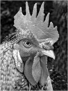 Rooster - Photo by Frank Zaremba MNEC