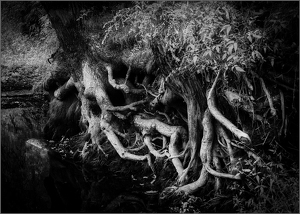 Roots - Photo by Frank Zaremba MNEC