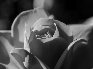 Rose in Shadow - Photo by Quannah Leonard