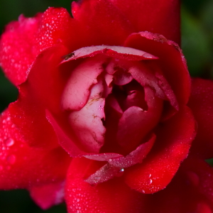 Rose, from above. - Photo by Nick Bennett