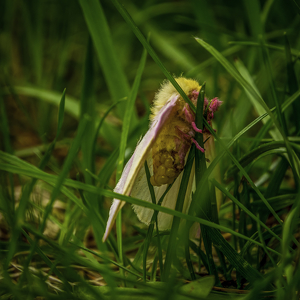 Rosy Maple Moth with Eggs - Photo by Arthur McMannus