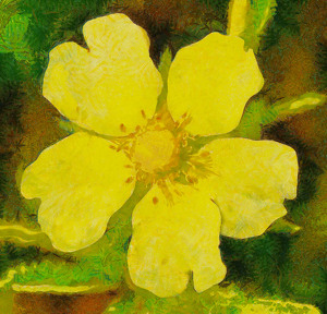 Rough Fruited Cinquefoil - Photo by John McGarry