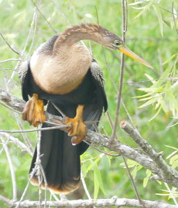 Rubber Neck - Photo by Ed Raymond