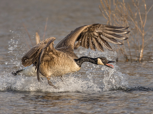 Salon HM: Ruff Landing by Frank Zaremba, MNEC