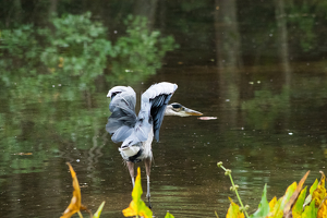 Ruffle My Feathers - Photo by Marylou Lavoie