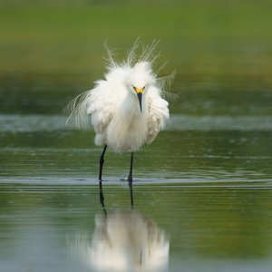 Class A HM: Ruffled Feathers by Jeff Levesque