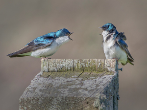 Ruffled Feathers - Photo by Merle Yoder