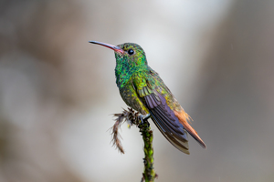 Rufous-tailed hummingbird - Photo by Alison Wilcox