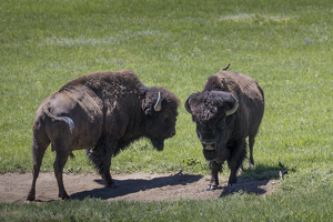 Rumble on the plains - Photo by Nancy Schumann