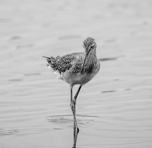 Runway Ready - Photo by Alison Wilcox