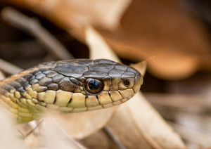 SSSsssnake! - Photo by Marylou Lavoie