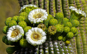 Saguaro Ntl. Park, Tucson, AZ - Photo by John Clancy