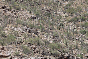 Saguarro Cacti in Tucson Arizona - Photo by Mireille Neumann