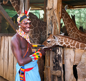 Samburu guide with 2 week old giraffe - Lewa Conservancy - Photo by Susan Case