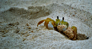 Sand digger - Photo by Linda Fickinger