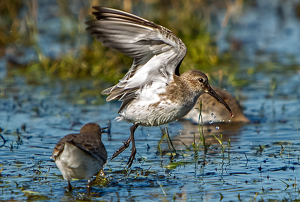 Sanderling Red Worm Feast - Photo by René Durbois