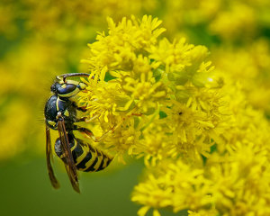 Salon HM: Sandhills Hornet on Goldenrod by John McGarry