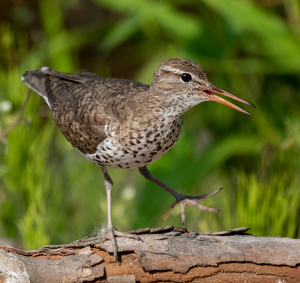 Sandpiper Steps Out - Photo by Marylou Lavoie