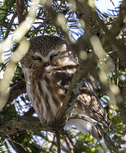 Saw Whet Owl - Photo by Nancy Schumann