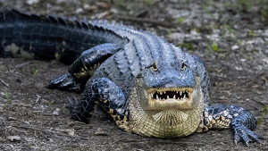 Say Cheeeeeese!! - Photo by Eric Wolfe