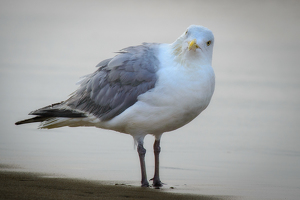 Say It Again? - Photo by Bill Payne