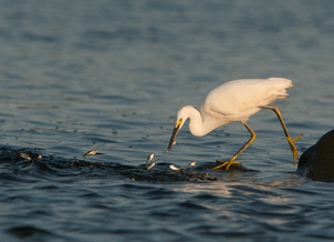 School is out Snowy Egret gone fishing - Photo by René Durbois