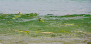 School Of Fish In A Breaking Ocean Wave - Photo by Louis Arthur Norton